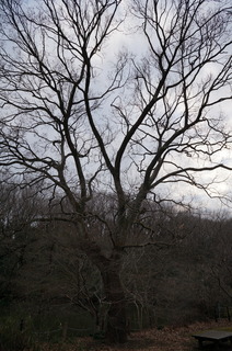 武蔵丘陵森林公園