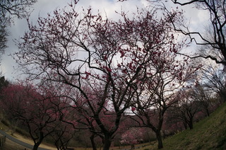 武蔵丘陵森林公園の梅