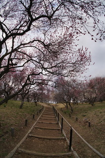 武蔵丘陵森林公園の梅