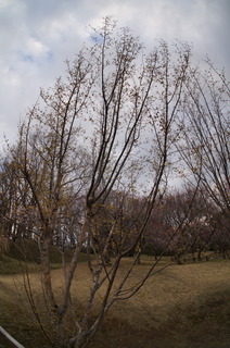 武蔵丘陵森林公園