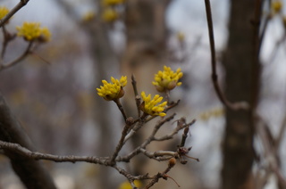 武蔵丘陵森林公園の花