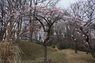 武蔵丘陵森林公園の梅の花