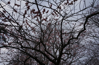 武蔵丘陵森林公園の梅の花