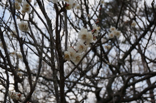 武蔵丘陵森林公園の梅の花