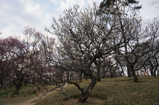 武蔵丘陵森林公園の梅