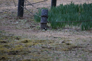 武蔵丘陵森林公園の鳥
