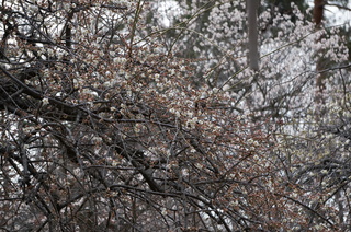武蔵丘陵森林公園の梅