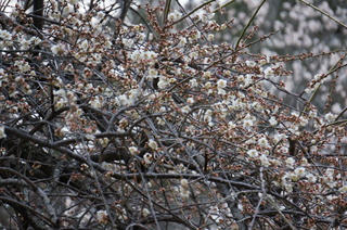 武蔵丘陵森林公園の梅の花