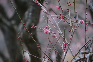 武蔵丘陵森林公園の梅の花