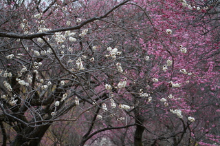 武蔵丘陵森林公園の梅の花