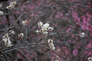 武蔵丘陵森林公園の梅の花