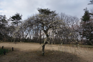 武蔵丘陵森林公園の梅