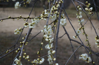 武蔵丘陵森林公園の梅の花
