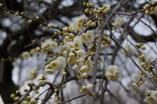武蔵丘陵森林公園の梅の花