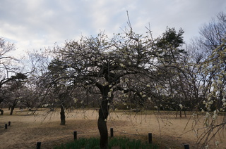 武蔵丘陵森林公園の梅