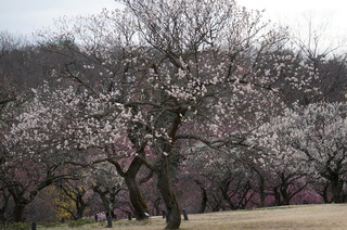 武蔵丘陵森林公園の梅