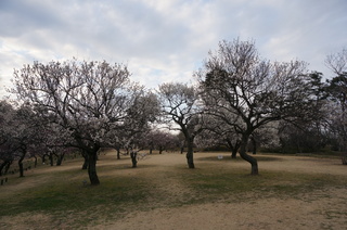 武蔵丘陵森林公園の梅