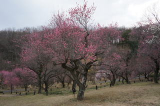 武蔵丘陵森林公園の梅