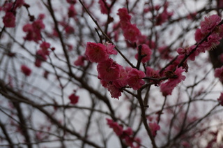 武蔵丘陵森林公園の梅の花
