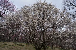 武蔵丘陵森林公園の梅