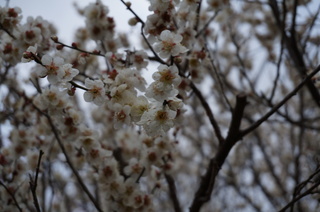 武蔵丘陵森林公園の梅の花