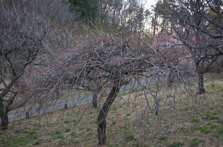 武蔵丘陵森林公園の梅