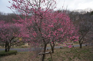 武蔵丘陵森林公園の梅の花