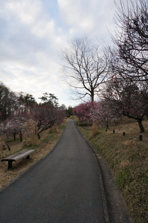 武蔵丘陵森林公園