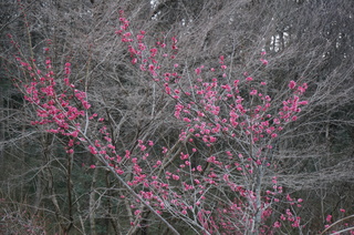武蔵丘陵森林公園の梅の花