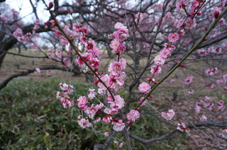 武蔵丘陵森林公園の梅の花