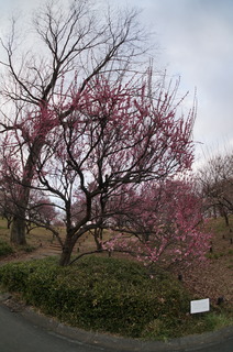 武蔵丘陵森林公園の梅