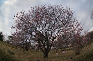 武蔵丘陵森林公園の梅