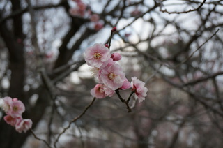 武蔵丘陵森林公園の梅の花