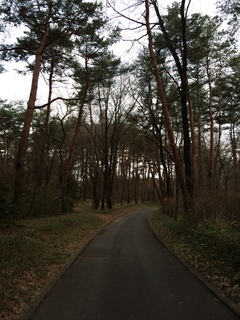 武蔵丘陵森林公園