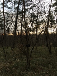 武蔵丘陵森林公園