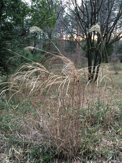 武蔵丘陵森林公園