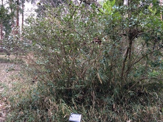 武蔵丘陵森林公園