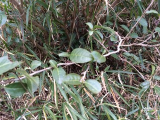 武蔵丘陵森林公園、チャノキ