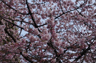 上野の桜