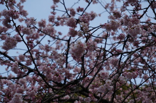上野の桜