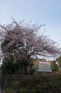 上野の桜
