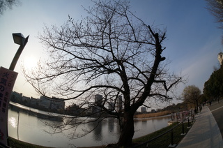 上野の不忍池を魚眼レンズで撮影