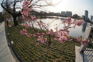 上野の不忍池に咲く桜