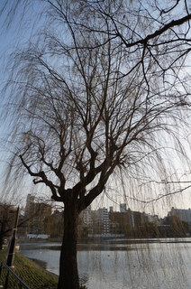 上野の不忍池のしだれ柳