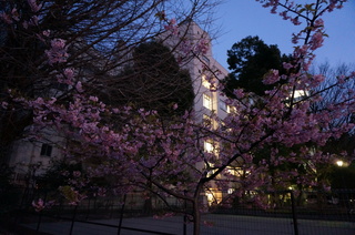 上野の夜桜