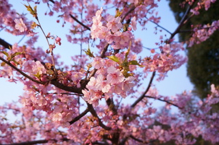 上野の夜桜