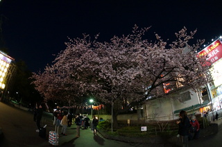 上野の夜桜