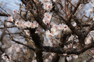 東京大仏前付近の梅の花