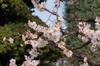 板橋区赤塚の東京大仏付近に咲く梅の花