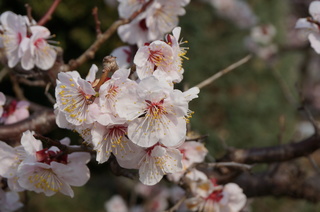 板橋区赤塚の東京大仏付近に咲く梅の花